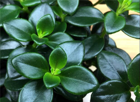 金鱼吊兰水培技巧,金鱼吊兰水培需要注意什么