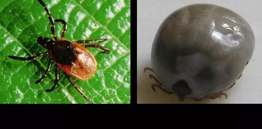 西安蜱虫叮咬去哪里治疗,疾控重要提醒户外警惕蜱虫