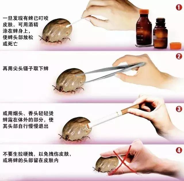 西安蜱虫叮咬去哪里治疗,疾控重要提醒户外警惕蜱虫