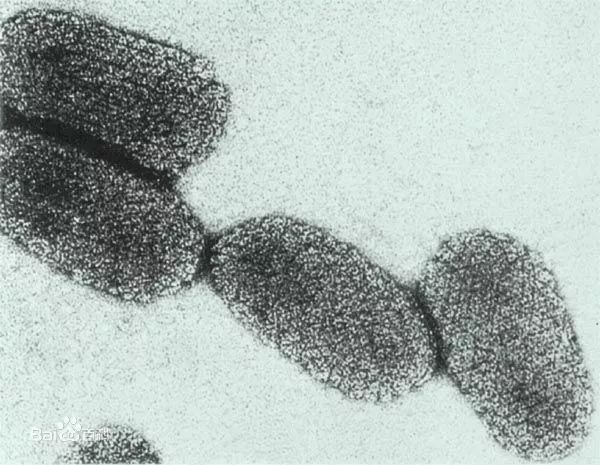 家养猫咬伤得狂犬病几率有多大,猫咬伤狂犬病几乎为0真的吗