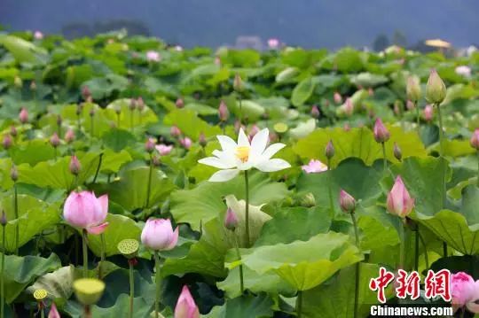 天天下雨衣服晒不干用风机吹干,连续下雨衣服难干咋办