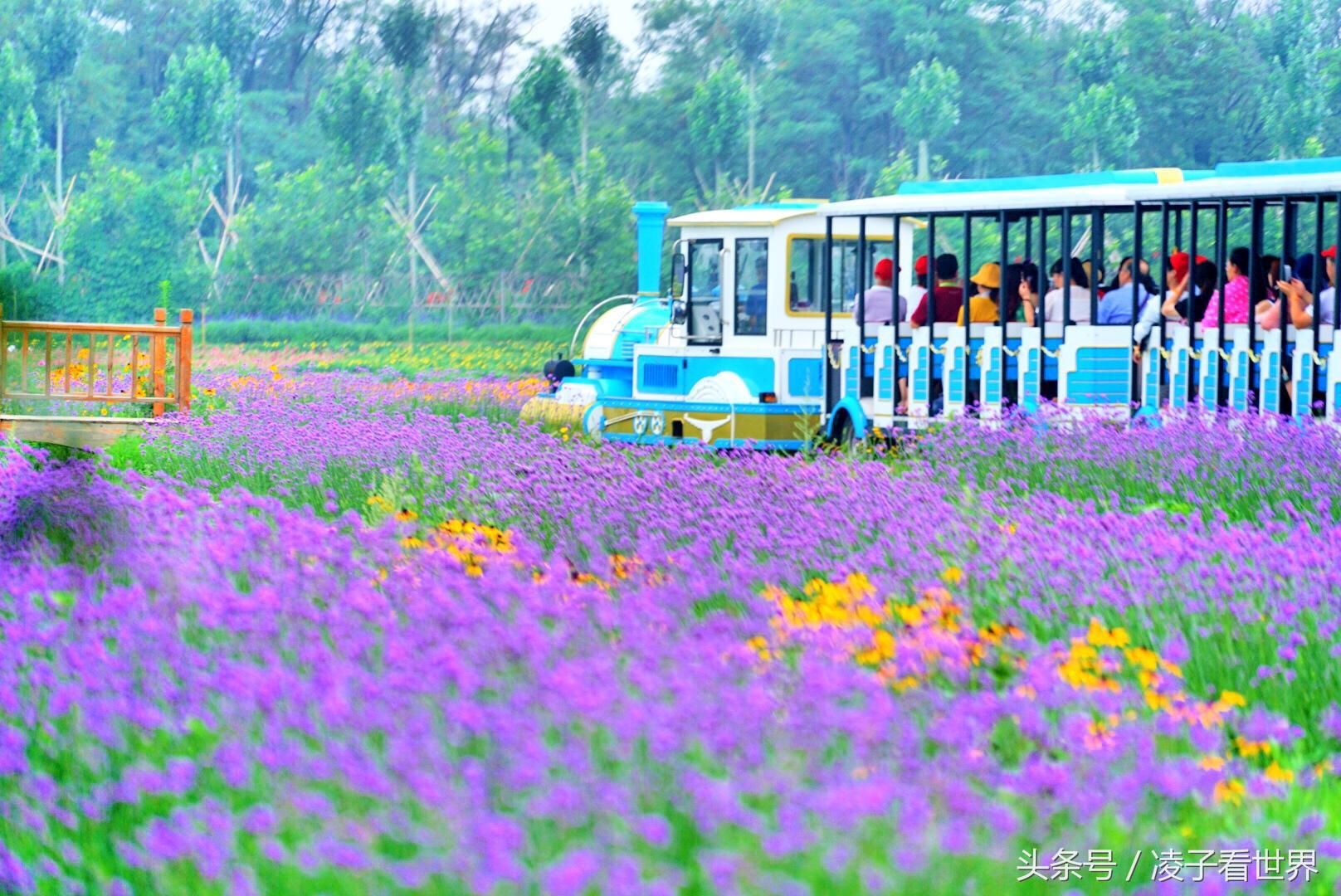 沙滩拾贝壳景区,沙滩花海美景