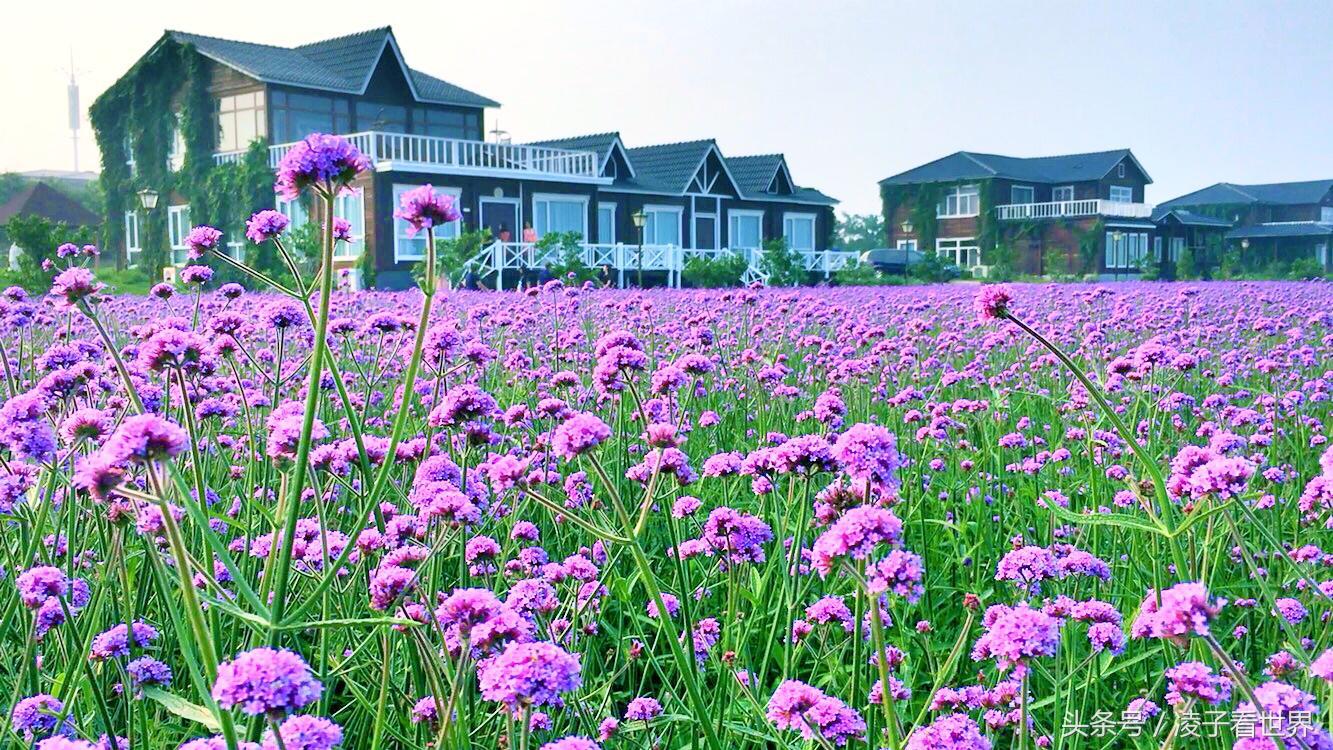 沙滩拾贝壳景区,沙滩花海美景
