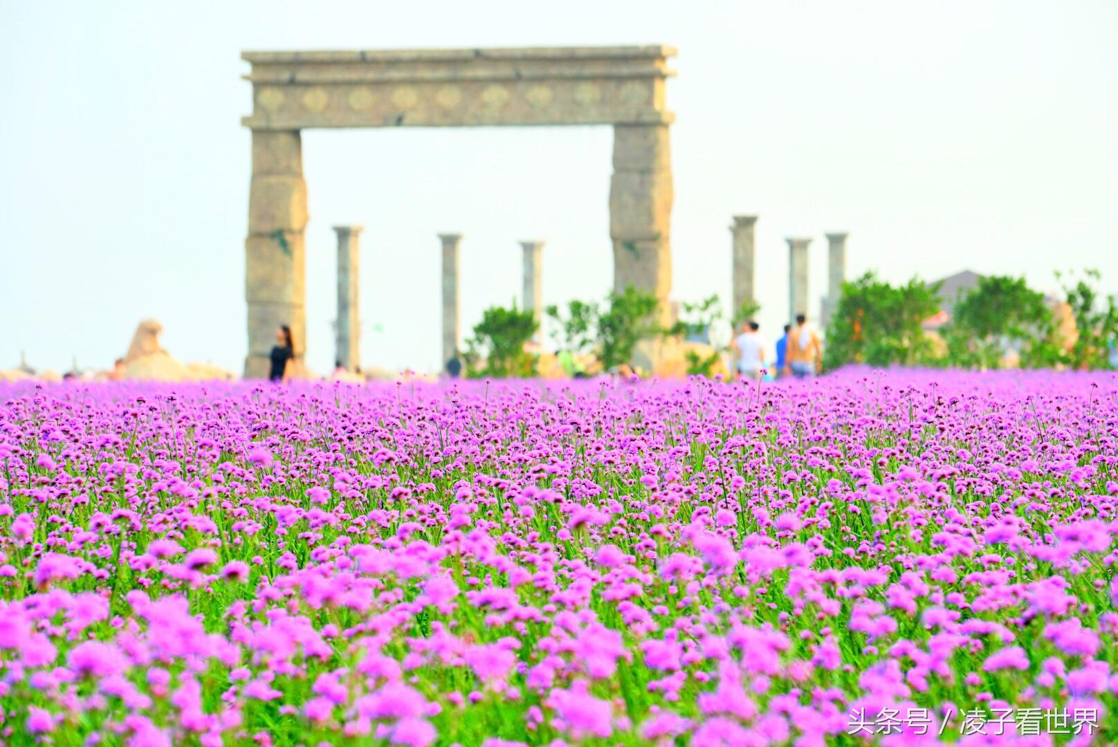 沙滩拾贝壳景区,沙滩花海美景