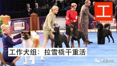 遇见遛狗的小姐姐怎么聊天,单身狗怎么吸引妹子