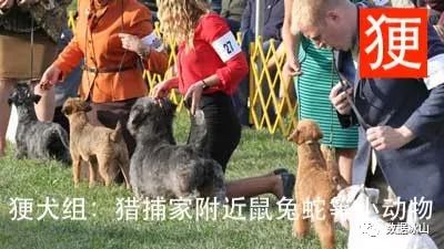 遇见遛狗的小姐姐怎么聊天,单身狗怎么吸引妹子