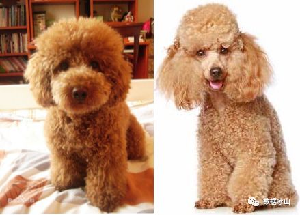 遇见遛狗的小姐姐怎么聊天,单身狗怎么吸引妹子