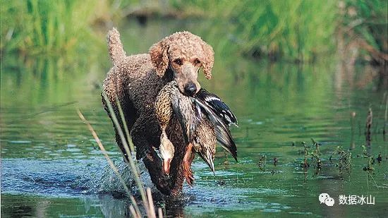 遇见遛狗的小姐姐怎么聊天,单身狗怎么吸引妹子