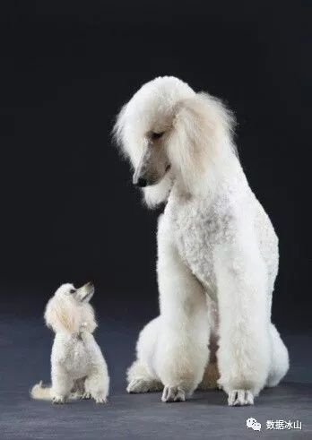 遇见遛狗的小姐姐怎么聊天,单身狗怎么吸引妹子