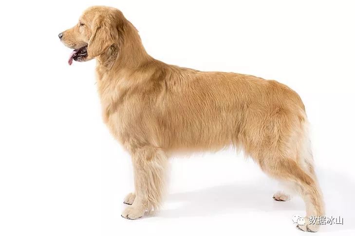 遇见遛狗的小姐姐怎么聊天,单身狗怎么吸引妹子