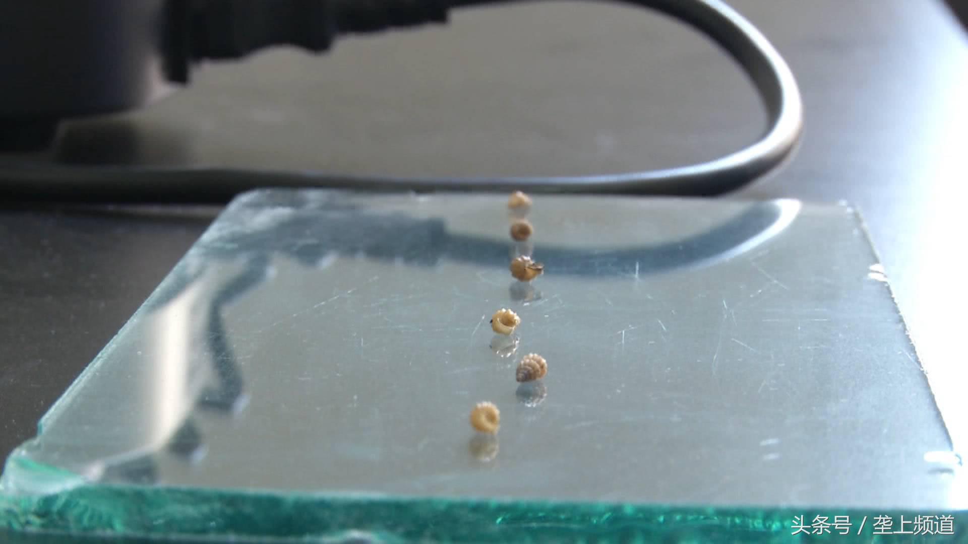 血吸虫病感染率,血吸虫病流行现状