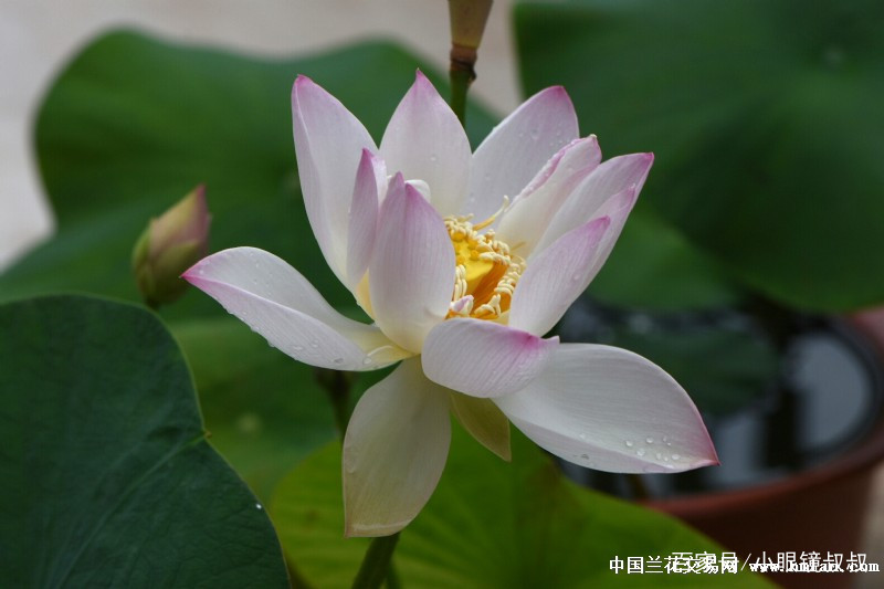 碗莲是开一次花还是重复开花,用种子种的碗莲多久才能开花