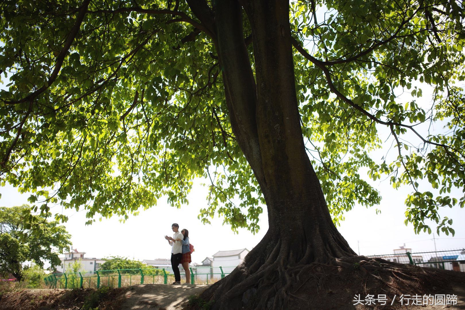 这个被誉为中国10大古镇之首的小镇,到底美在哪里?