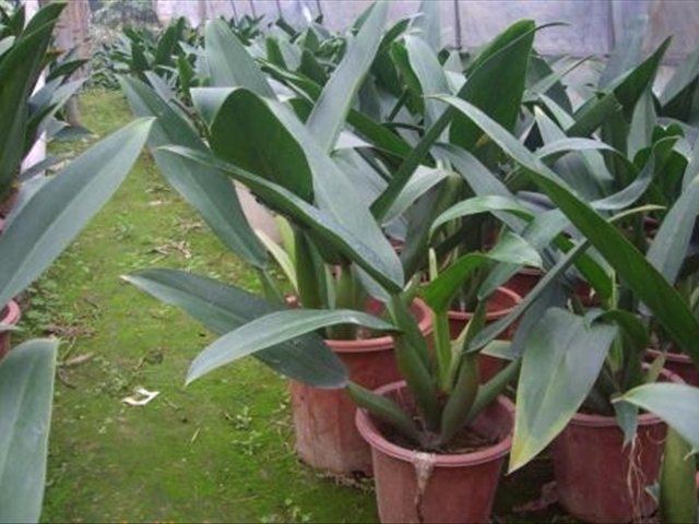 金钻花养殖的方法和注意事项,想要养殖需要什么手续