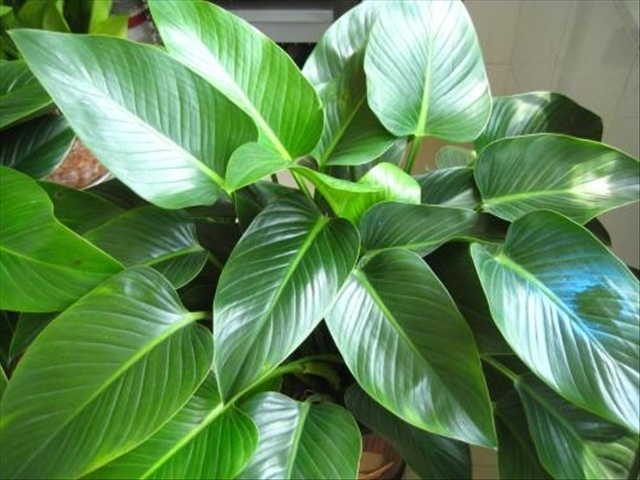 金钻花养殖的方法和注意事项,想要养殖需要什么手续