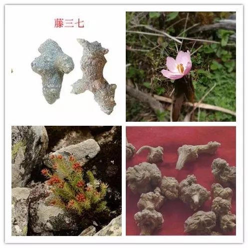 太白山野生珍稀植物——七十二种“七药”