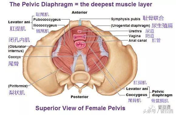 腰背不舒服，漏尿等都是骨盆底肌惹的祸，用普拉提来锻炼他吧！