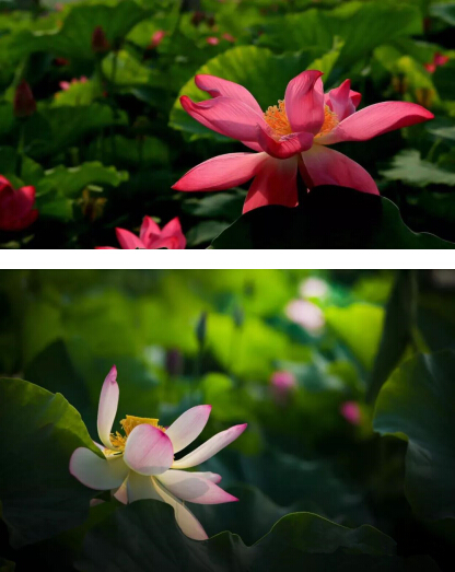 微山湖的荷花美,微山湖湿地红荷旅游攻略