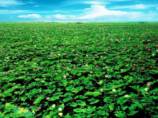 微山湖的荷花美,微山湖湿地红荷旅游攻略