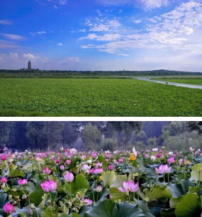 微山湖的荷花美,微山湖湿地红荷旅游攻略