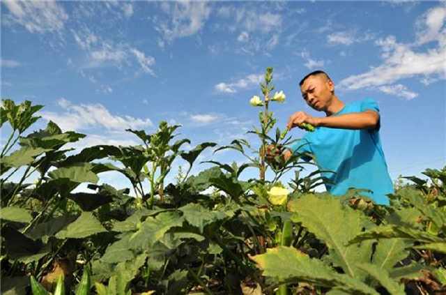 农民种一亩西洋参能赚多少钱,农民种植药材收益高