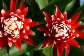 鸿运当头长出侧芽怎么分盆,鸿运当头侧芽扦插最佳时间