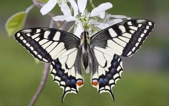 时尚动物世界视频,动物世界时尚打开方式