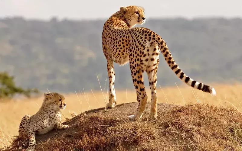 时尚动物世界视频,动物世界时尚打开方式