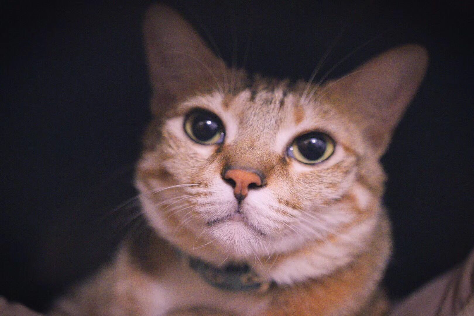 百家号大面积抄袭举报,百家号发布的文章被抄袭