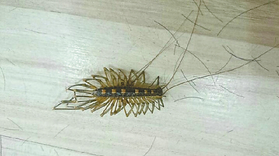 蚰蜒和草鞋底的区别,有一种虫子叫草鞋底