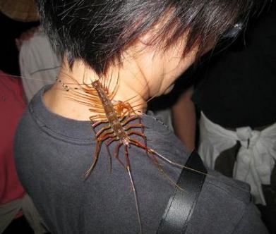 蚰蜒和草鞋底的区别,有一种虫子叫草鞋底