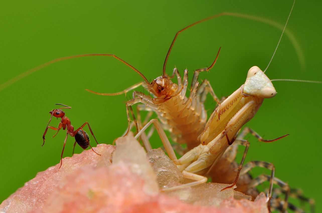 蚰蜒和草鞋底的区别,有一种虫子叫草鞋底