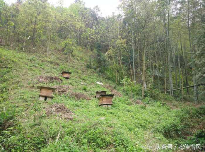 离职回农村养蜜蜂好吗,大学毕业回山沟养蜜蜂