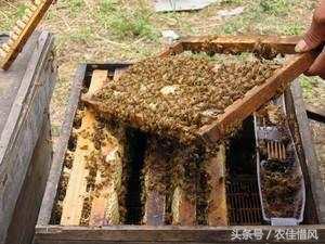 离职回农村养蜜蜂好吗,大学毕业回山沟养蜜蜂
