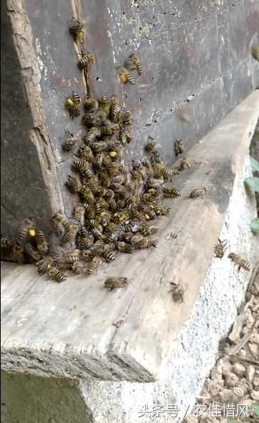 离职回农村养蜜蜂好吗,大学毕业回山沟养蜜蜂