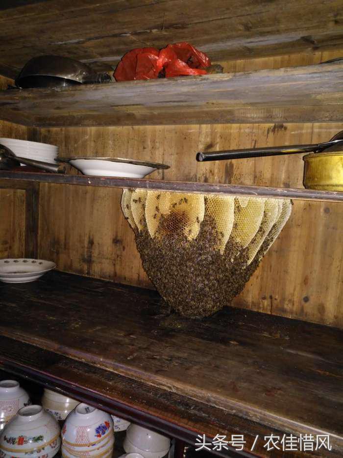 离职回农村养蜜蜂好吗,大学毕业回山沟养蜜蜂