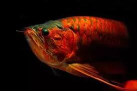 龙鱼掉眼加小夜灯可以恢复吗,龙鱼掉眼是什么原因造成的