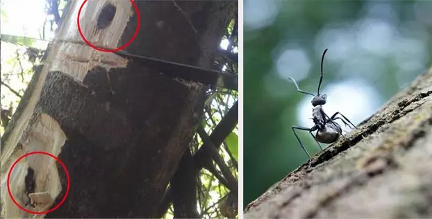 沉香木和沉香的区别大吗,沉香和沉香木鉴别带图片