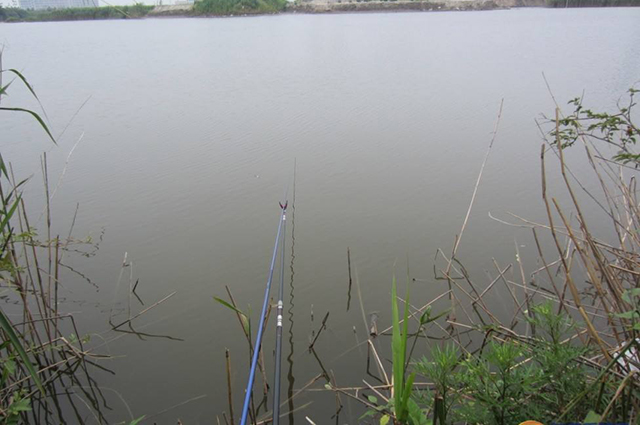 鲫鱼长牙齿怎么回事,鲫鱼可以作为观赏鱼吗