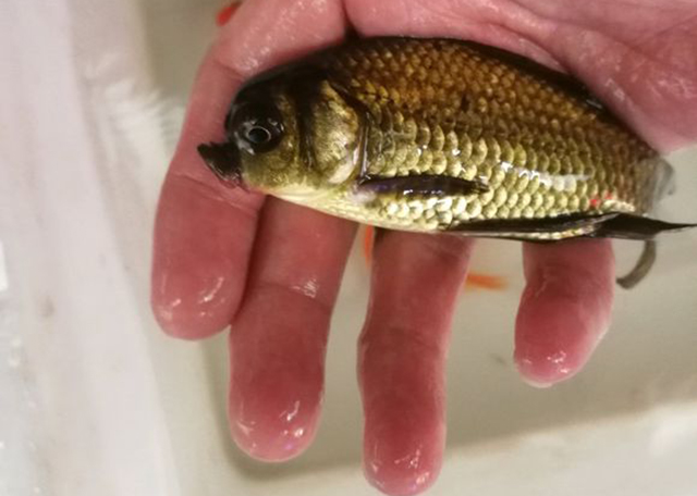 鲫鱼长牙齿怎么回事,鲫鱼可以作为观赏鱼吗