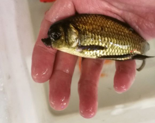 鲫鱼长牙齿怎么回事,鲫鱼可以作为观赏鱼吗