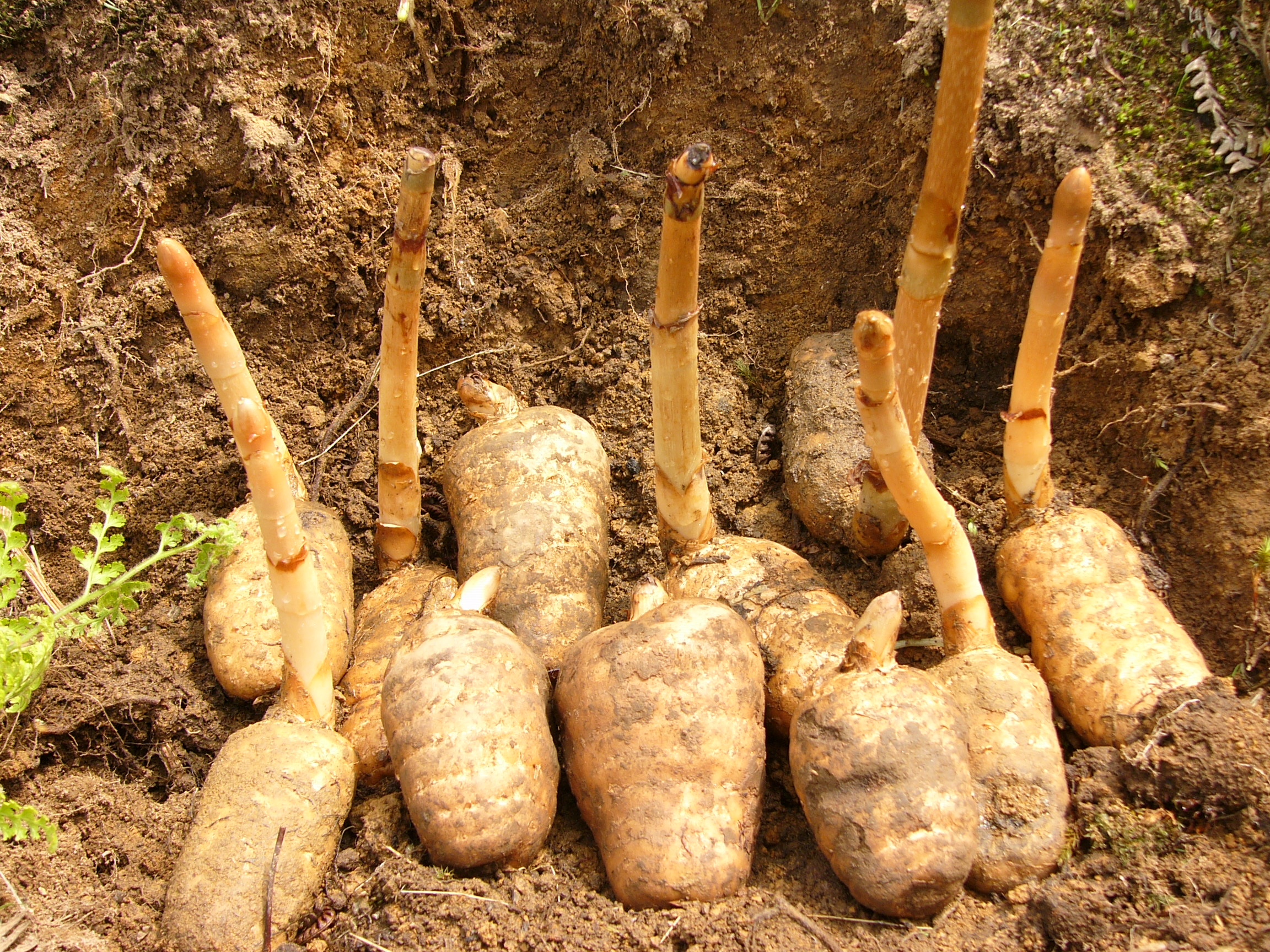 天麻子药用价值,天麻的药用价值和食用方法图片