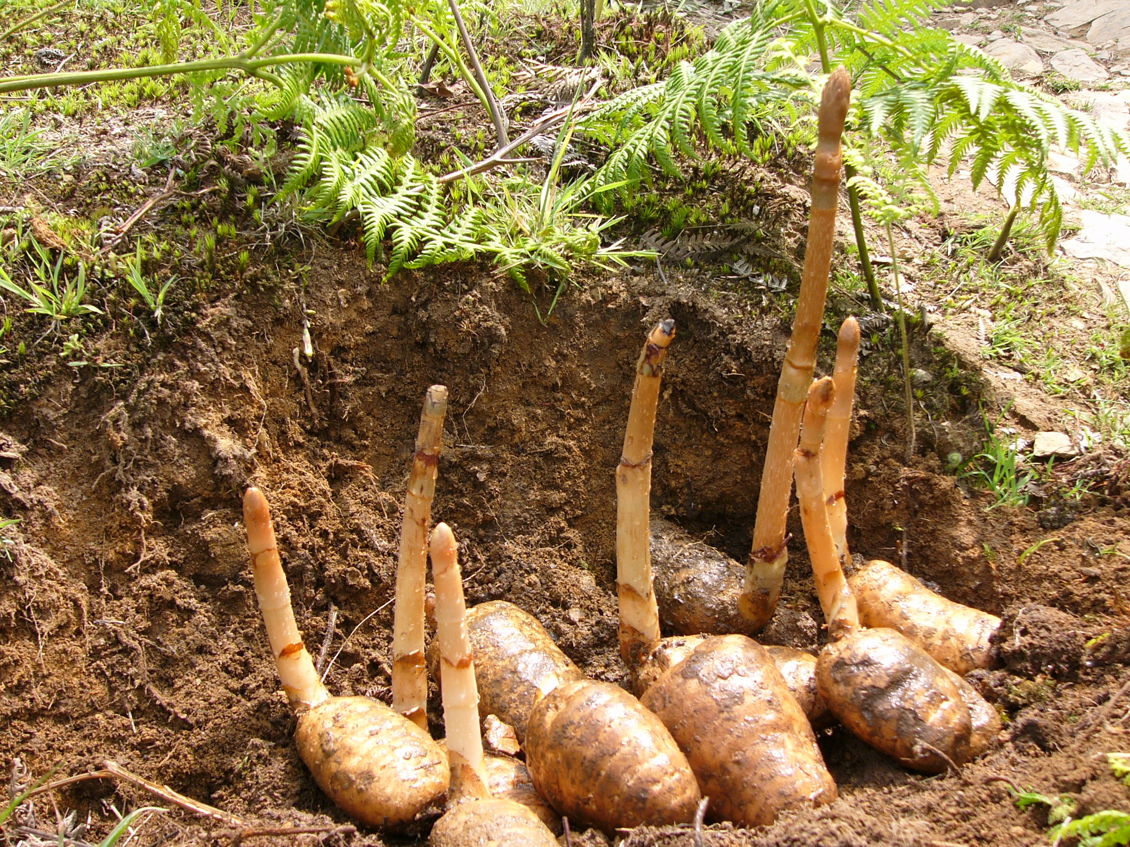 天麻子药用价值,天麻的药用价值和食用方法图片