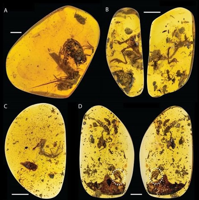 琥珀化石发现特大蛇 (琥珀化石发现了一亿年前的蛇)
