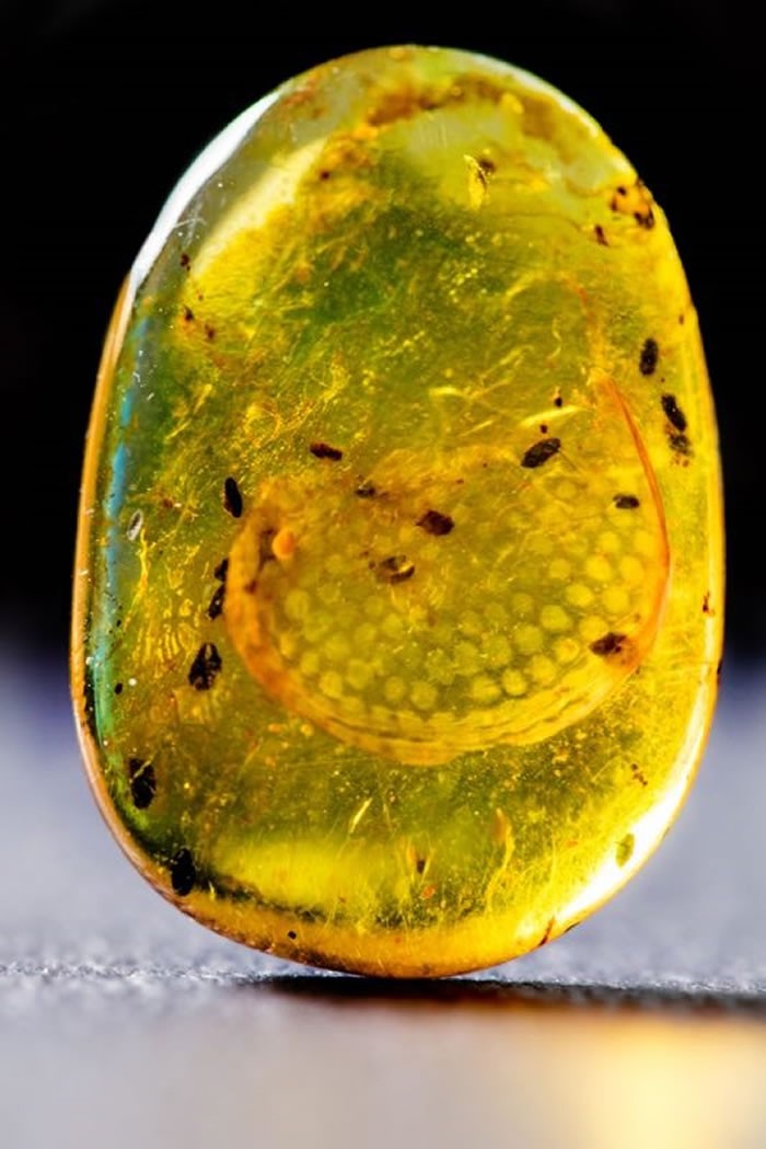 琥珀化石发现特大蛇 (琥珀化石发现了一亿年前的蛇)