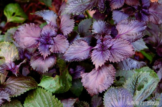 香料大全100种香料用途及简介,12种常见香料怎么用一次性告诉你