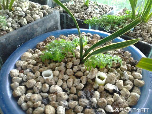 夏天兰花易腐?插根塑料管,兰花不烂根,壮根呼呼长,花开香十里