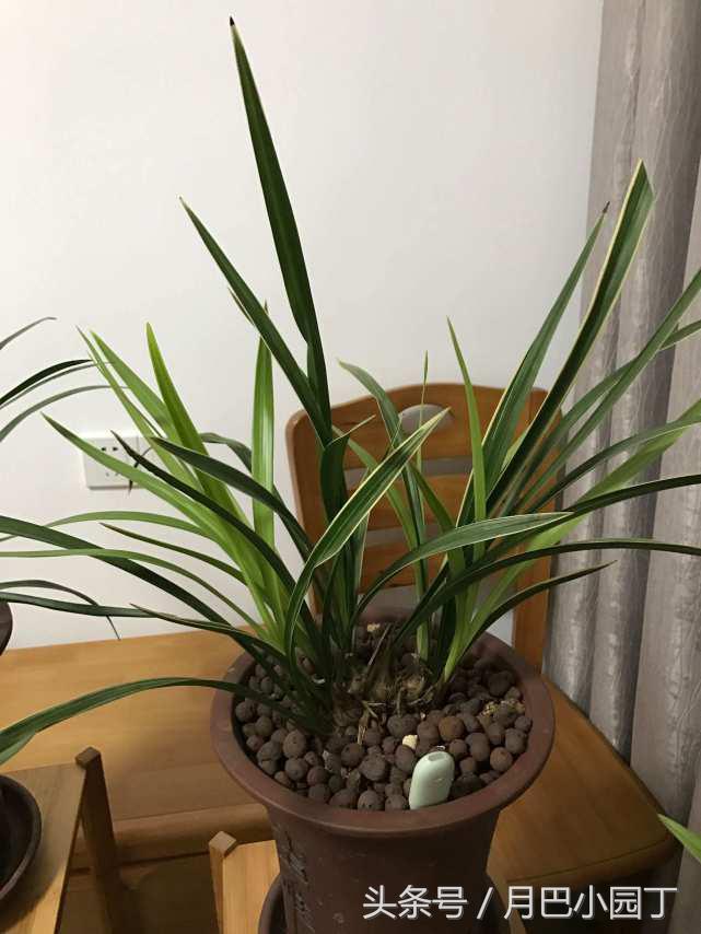 夏天兰花易腐?插根塑料管,兰花不烂根,壮根呼呼长,花开香十里