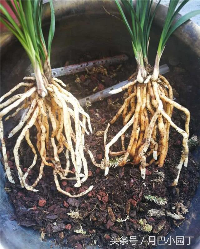 夏天兰花易腐?插根塑料管,兰花不烂根,壮根呼呼长,花开香十里