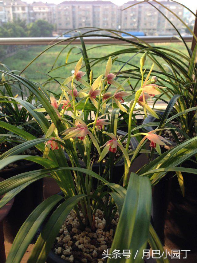 夏天兰花易腐?插根塑料管,兰花不烂根,壮根呼呼长,花开香十里